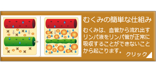 むくみの簡単な仕組み